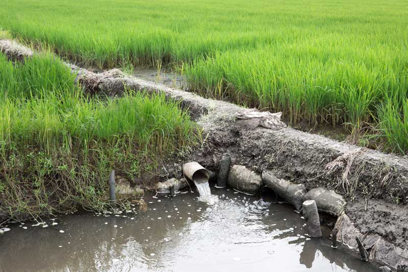 Agriculture and other livelihoods below the Sea Level in Kuttanad, Alappuzha district, Kerala - excess water being removed from paddy fields located in a 'padshekharam' (block of reclaimed paddy fields)
